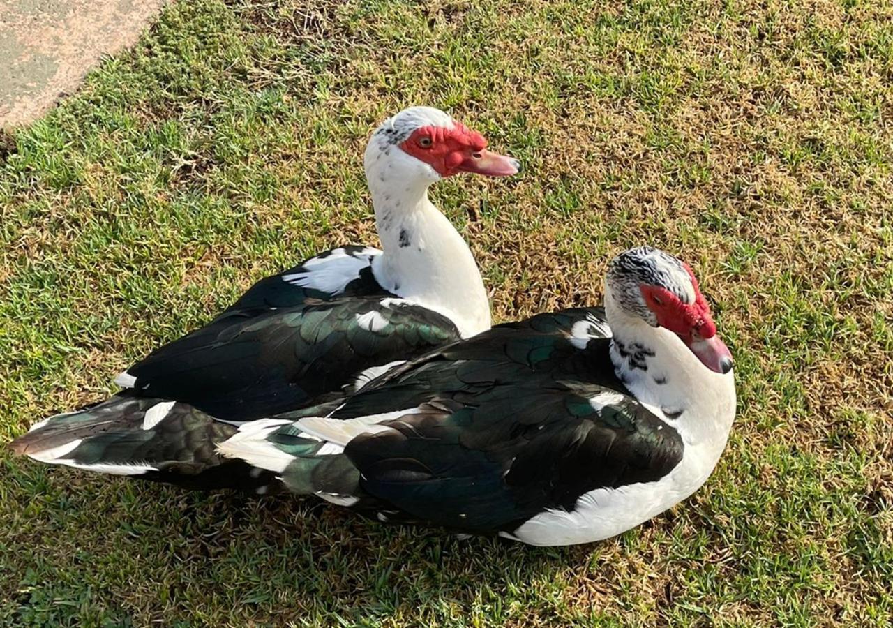 Kievits Kroon Gauteng Wine Estate Pretoria-Noord Zewnętrze zdjęcie